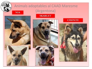 Animals adoptables al CAAD Maresme 
NNIIAA (Argentona) 
SSKKAARRLLEETT 
CCHHOONNTTEE 
 