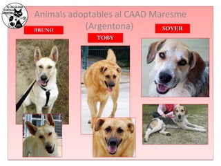 Animals adoptables al CAAD Maresme 
BBRRUUNNOO (Argentona) 
TTOOBBYY 
SSOOYYEERR 
 