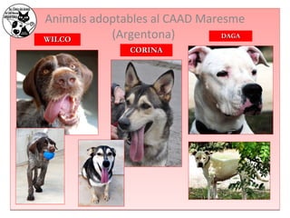 Animals adoptables al CAAD Maresme 
WWIILLCCOO (Argentona) 
CCOORRIINNAA 
DDAAGGAA 
 