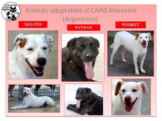 Animals adoptables al CAAD Maresme 
(Argentona) 
MMIILLIITTOO 
BBAATTMMAANN PPOOIIRROOTT 
 