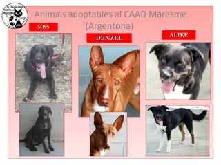 Animals adoptables al CAAD Maresme 
MMIISSSS (Argentona) 
DDEENNZZEELL AALLIIKKEE 
 