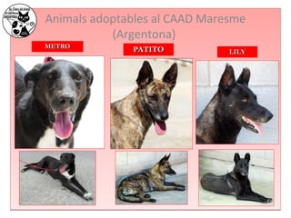 Animals adoptables al CAAD Maresme 
(Argentona) 
MMEETTRROO PPAATTIITTOO LLIILLYY 
 