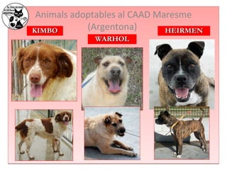 Animals adoptables al CAAD Maresme 
KKIIMMBBOO (Argentona) 
WWAARRHHOOLL 
HHEEIIRRMMEENN 
 