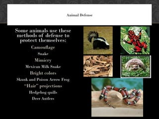 Animal Defense
Some animals use these
methods of defense to
protect themselves:
Camouflage
Snake
Mimicry
Mexican Milk Snake
Bright colors
Skunk and Poison Arrow Frog
“Hair” projections
Hedgehog quills
Deer Antlers
 