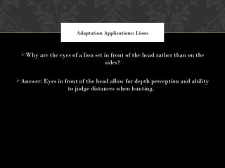 Why are the eyes of a lion set in front of the head rather than on the
sides?
Answer: Eyes in front of the head allow for depth perception and ability
to judge distances when hunting.
Adaptation Applications: Lions
 