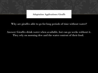 Why are giraffes able to go for long periods of time without water?
Answer: Giraffes drink water when available, but can go weeks without it.
They rely on morning dew and the water content of their food.
Adaptation Applications: Giraffe
 