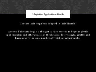 How are their long necks adapted to their lifestyle?
Answer: This extra length is thought to have evolved to help the giraffe
spot predators and other giraffes in the distance. Interestingly, giraffes and
humans have the same number of vertebrae in their necks.
Adaptation Applications: Giraffe
 