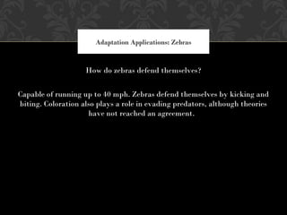 How do zebras defend themselves?
Capable of running up to 40 mph. Zebras defend themselves by kicking and
biting. Coloration also plays a role in evading predators, although theories
have not reached an agreement.
Adaptation Applications: Zebras
 