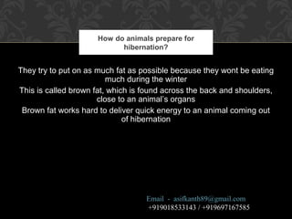 They try to put on as much fat as possible because they wont be eating
much during the winter
This is called brown fat, which is found across the back and shoulders,
close to an animal’s organs
Brown fat works hard to deliver quick energy to an animal coming out
of hibernation
How do animals prepare for
hibernation?
Email - asifkanth89@gmail.com
+919018533143 / +919697167585
 
