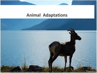 Animal Adaptations
 