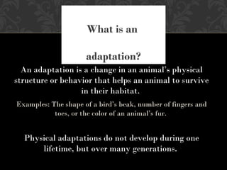 An adaptation is a change in an animal’s physical
structure or behavior that helps an animal to survive
in their habitat.
Examples: The shape of a bird’s beak, number of fingers and
toes, or the color of an animal’s fur.
Physical adaptations do not develop during one
lifetime, but over many generations.
What is an
adaptation?
 