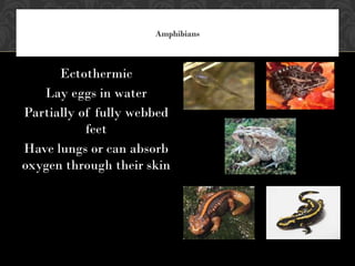 Amphibians
Ectothermic
Lay eggs in water
Partially of fully webbed
feet
Have lungs or can absorb
oxygen through their skin
 