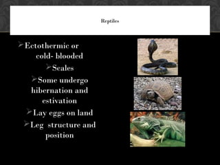 Reptiles
Ectothermic or
cold- blooded
Scales
Some undergo
hibernation and
estivation
Lay eggs on land
Leg structure and
position
 