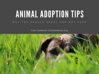 Animal Adoption Tips 