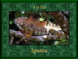I is for Iguana 