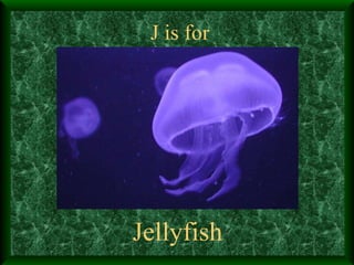 J is for Jellyfish 