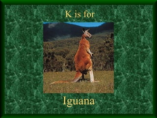 K is for Iguana 