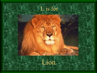 L is for Lion 