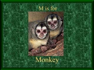 M is for Monkey 