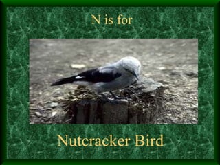 N is for Nutcracker Bird 
