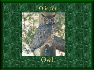 O is for Owl 