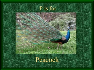 P is for Peacock 