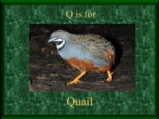 Q is for Quail 