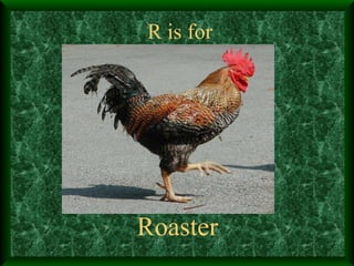 R is for Roaster 