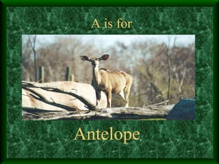 A is for Antelope 