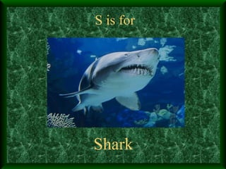 S is for Shark 