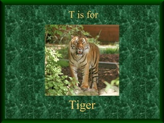 T is for Tiger 