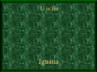 U is for Iguana 