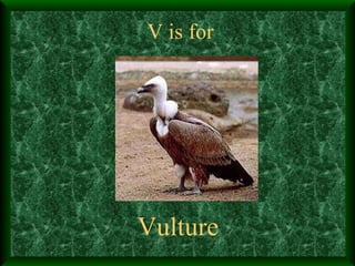V is for Vulture 