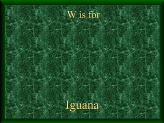 W is for Iguana 