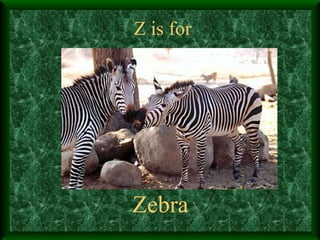 Z is for Zebra 