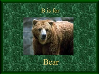 B is for Bear 