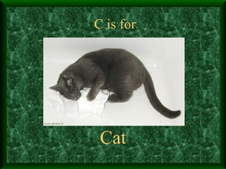 C is for Cat 