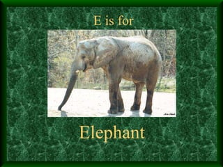 E is for Elephant 