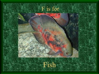F is for Fish 