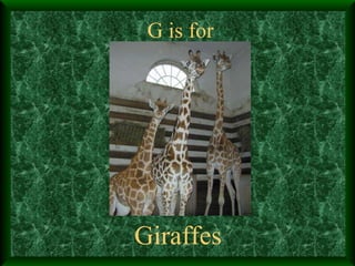 G is for Giraffes 