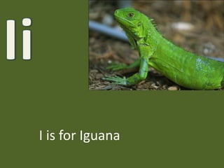 IiI is for Iguana 
