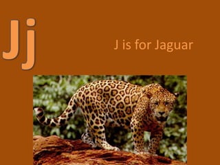 JjJ is for Jaguar 