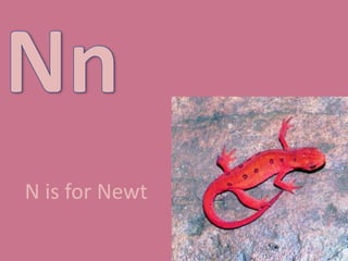 NnN is for Newt 