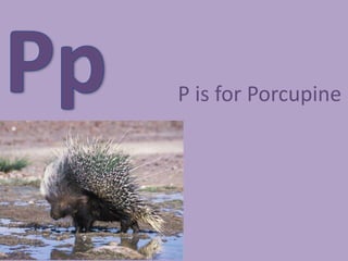 PpP is for Porcupine