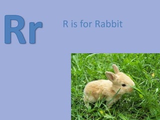 RrR is for Rabbit