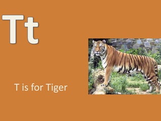 TtT is for Tiger