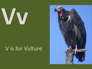 VvV is for Vulture 