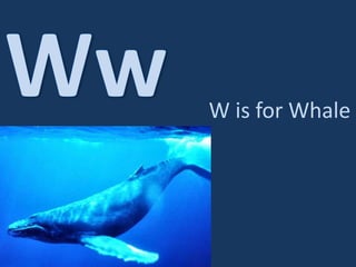 WwW is for Whale