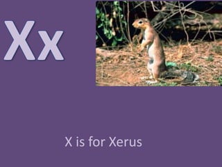 XxX is for Xerus