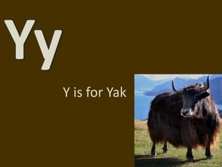 YyY is for Yak